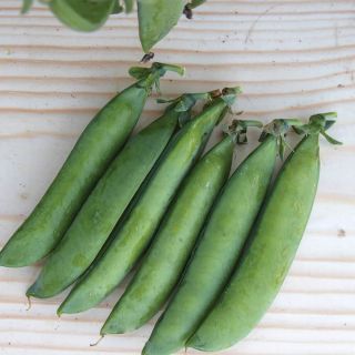 Stanhope Peas Thumbnail